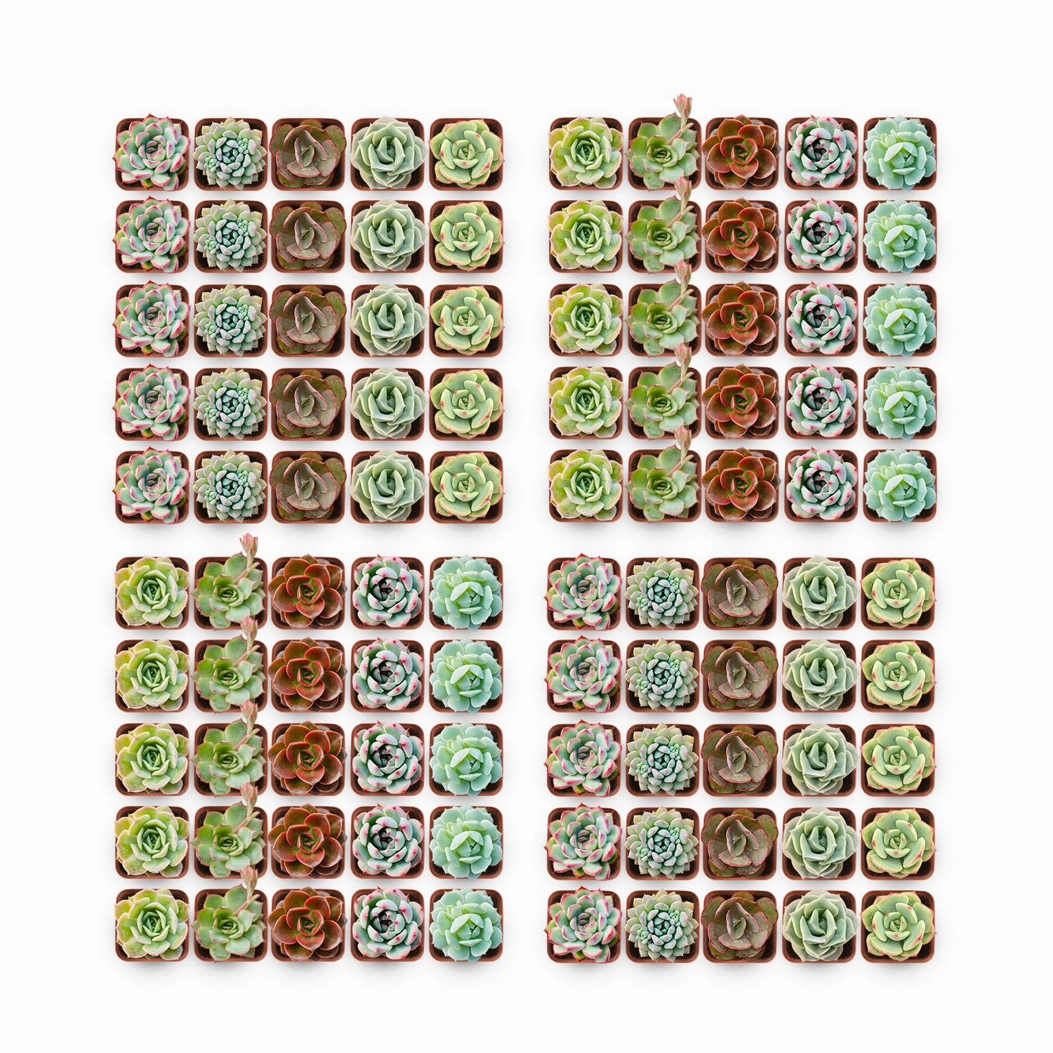 100 Assorted Rosettes Succulents (10 Varieties) mini ornamental plant  
