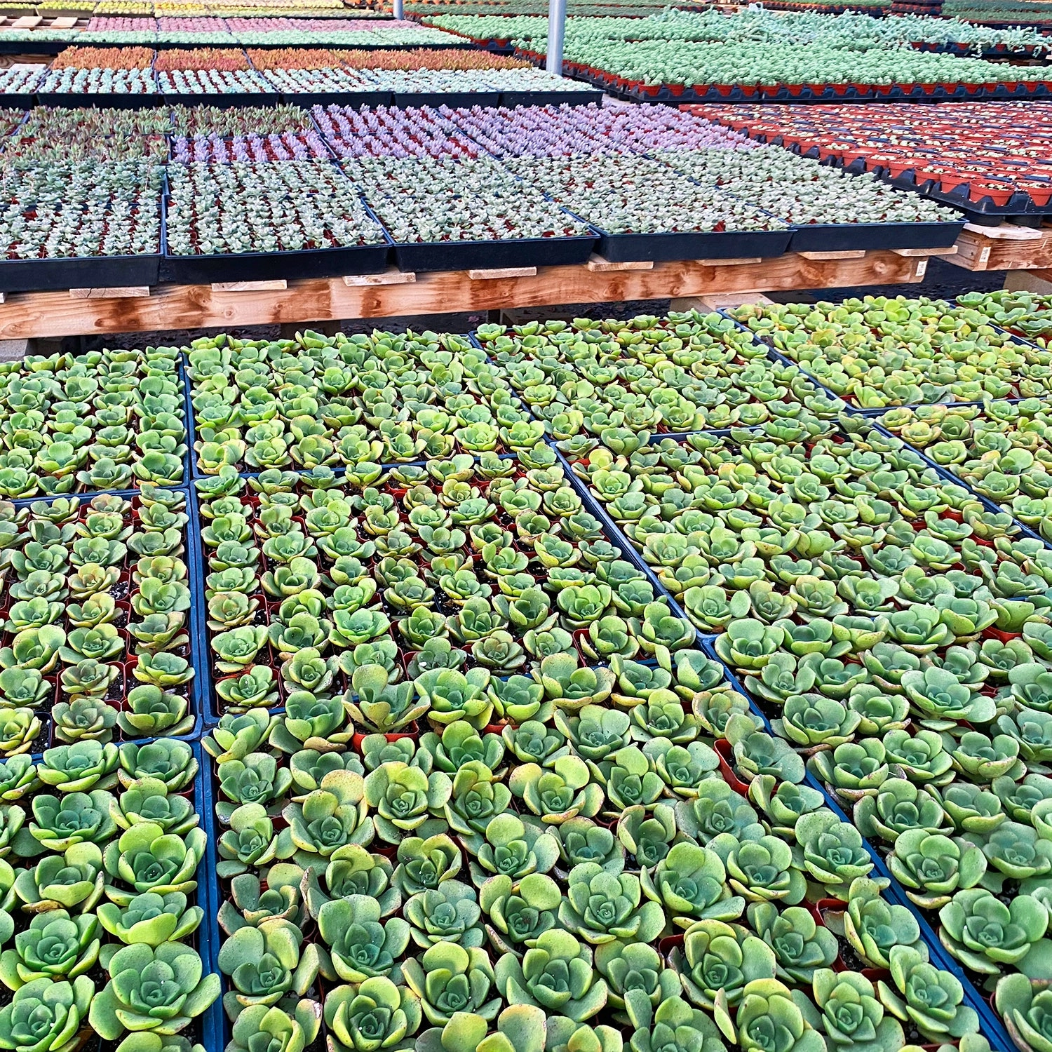 100 Assorted Succulents (10 Varieties)
