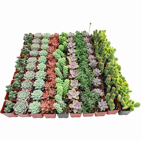 100 Assorted Succulents (10 Varieties) mini ornamental plant  