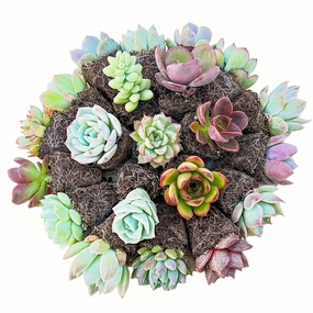  cacti and succulents