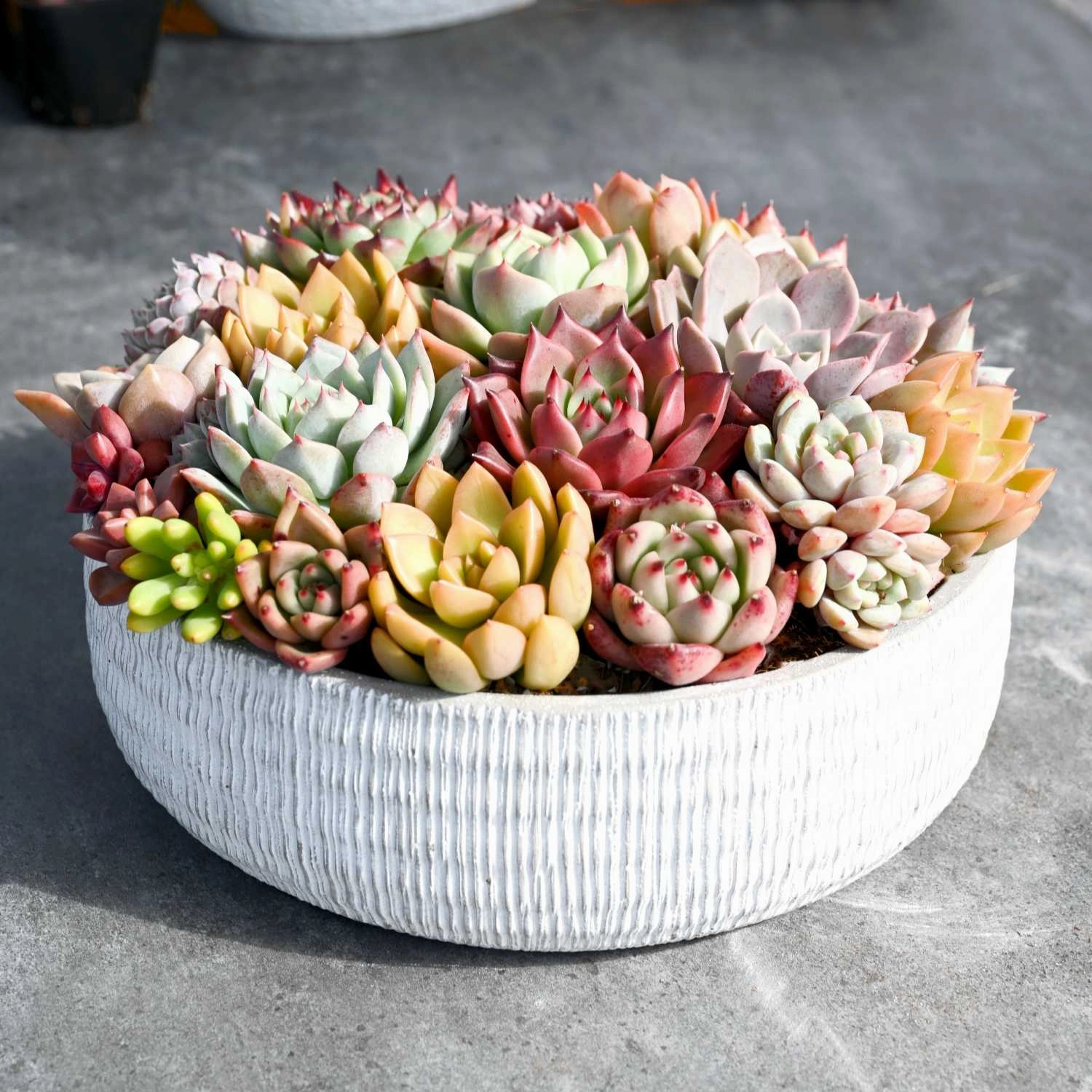 10 Assorted Rosettes Succulent Plugs (10 Varieties)