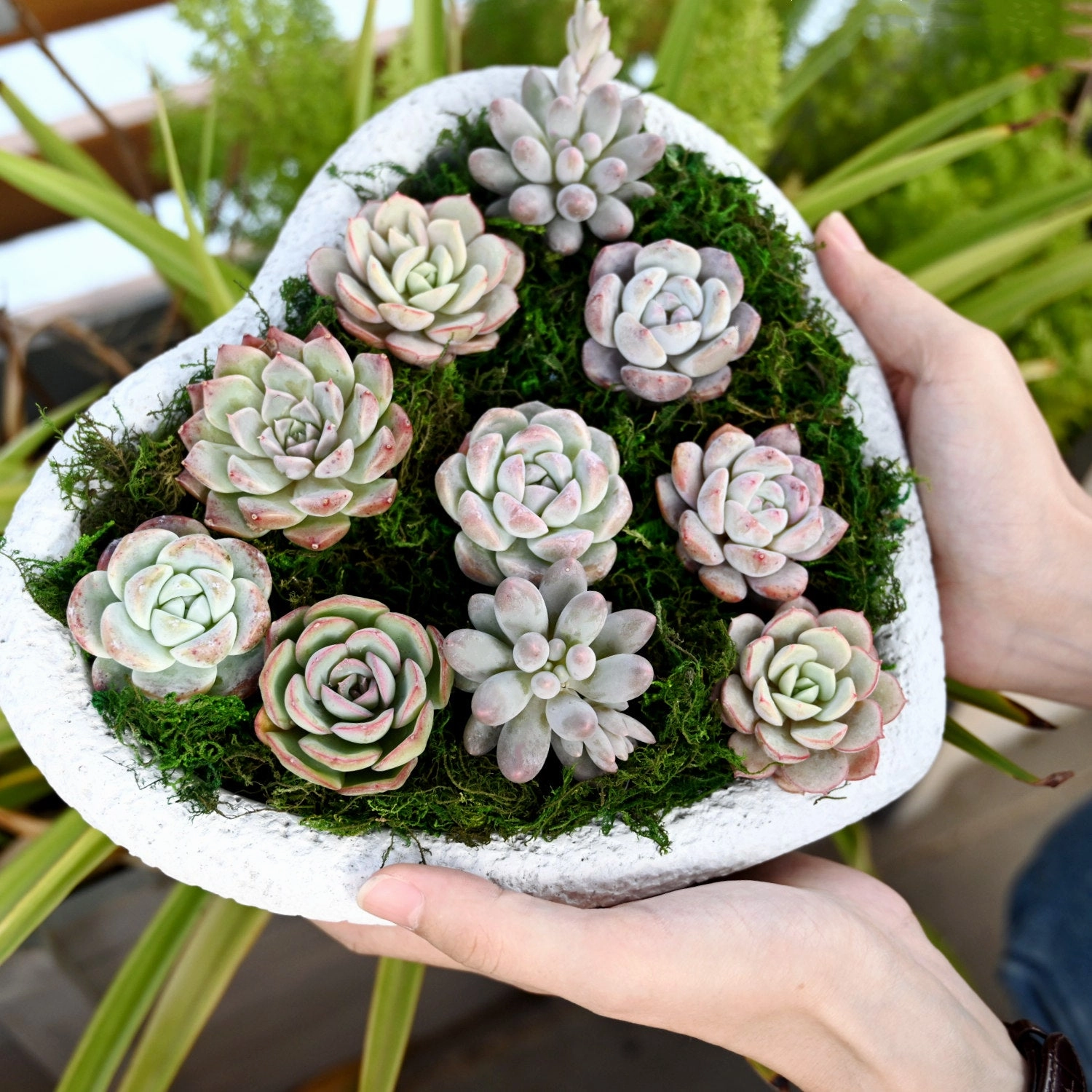 10 Assorted Rosettes Succulent Plugs (10 Varieties)