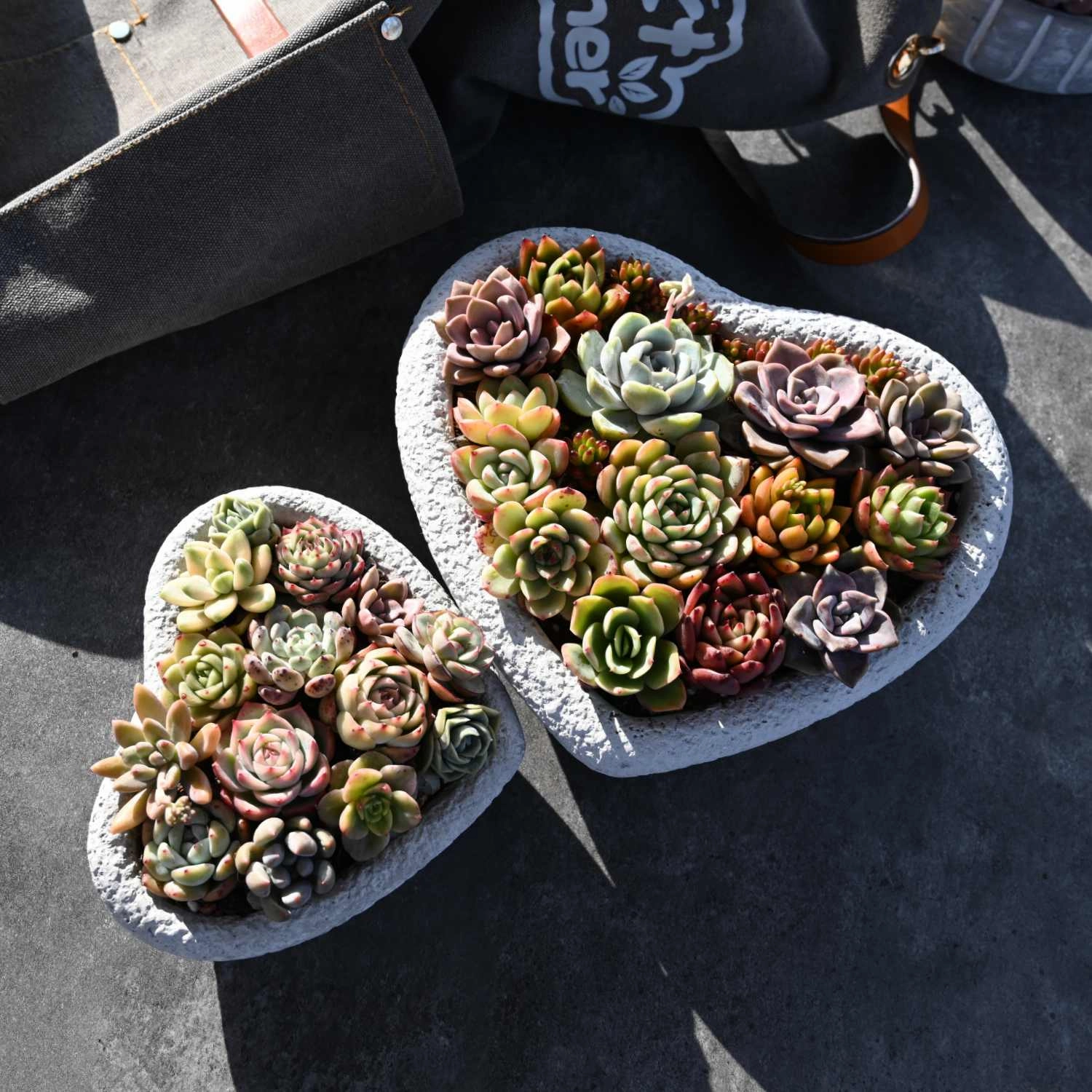 10 Assorted Rosettes Succulent Plugs (10 Varieties)