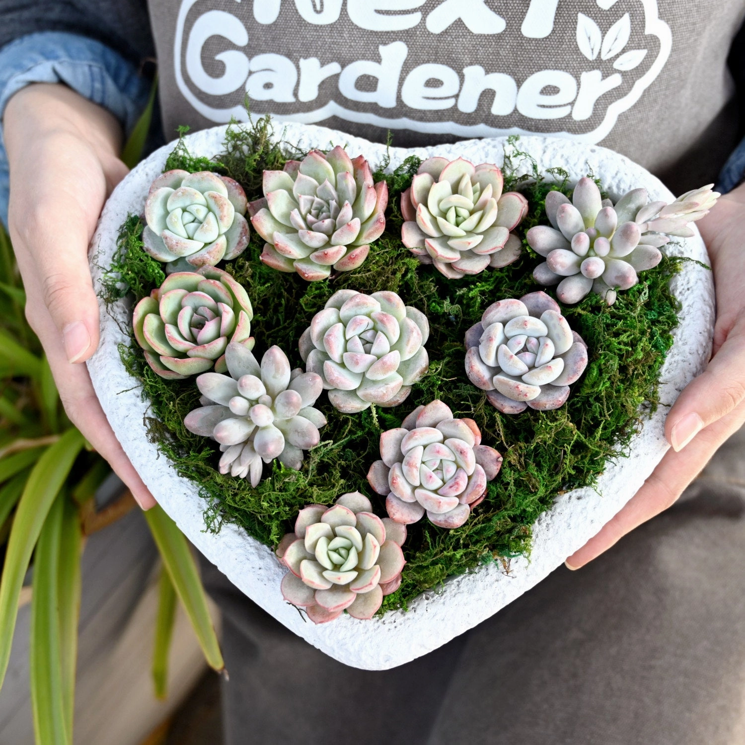 10 Assorted Rosettes Succulent Plugs (10 Varieties)