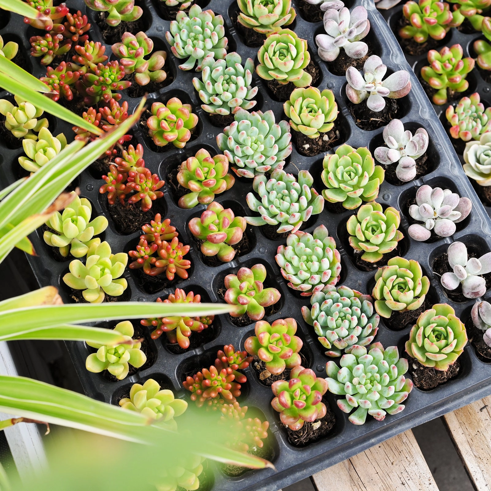 10 Assorted Succulent Plugs (10 Varieties)
