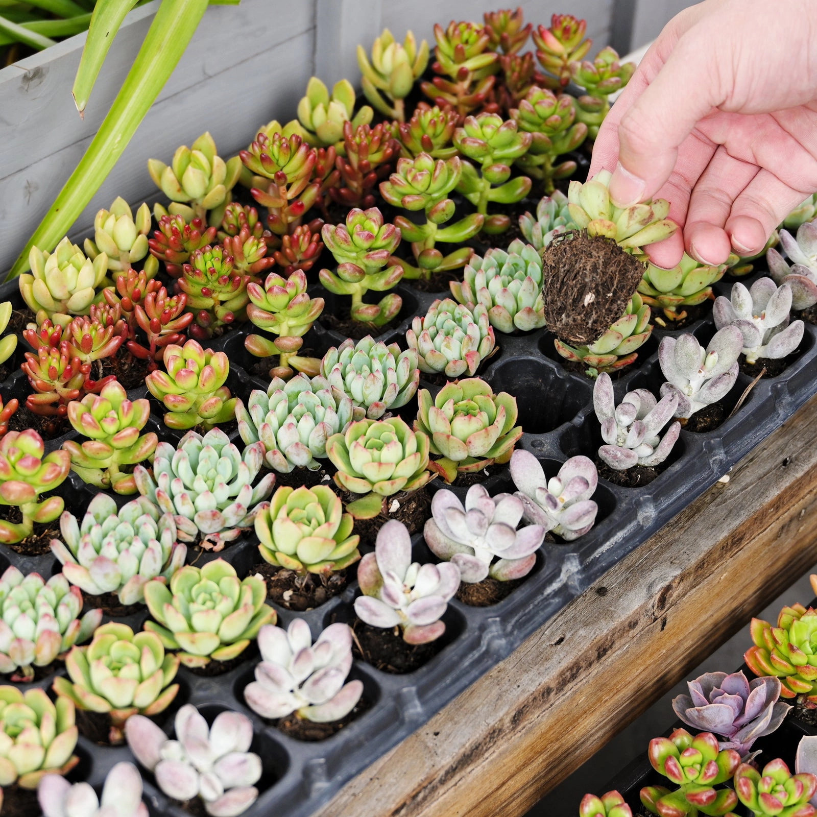 10 Assorted Succulent Plugs (10 Varieties)