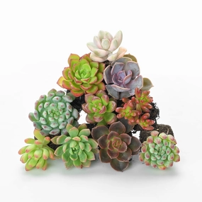 10 Assorted Succulent Plugs (10 Varieties) mini ornamental plant  