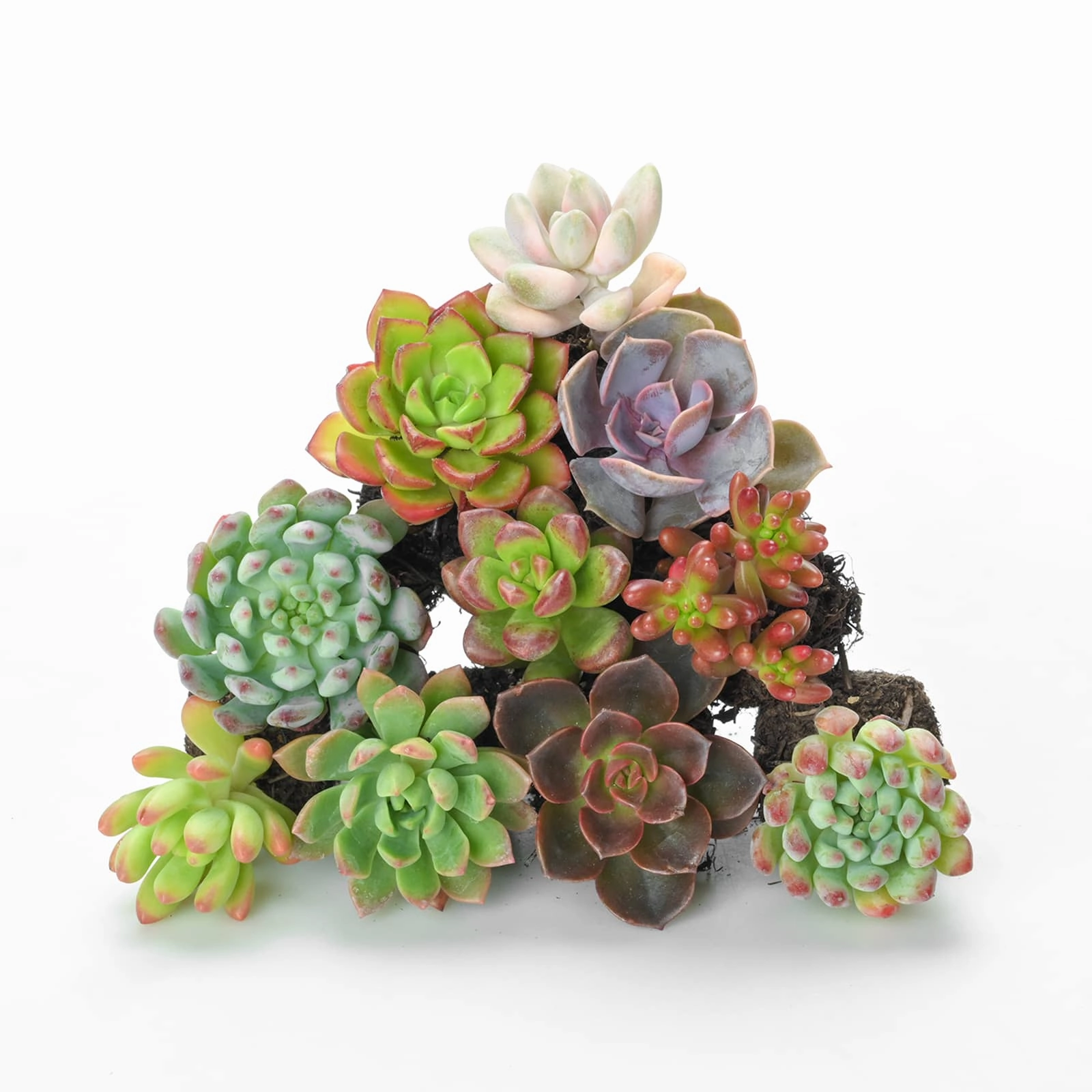 10 Assorted Succulent Plugs (10 Varieties) mini ornamental plant  