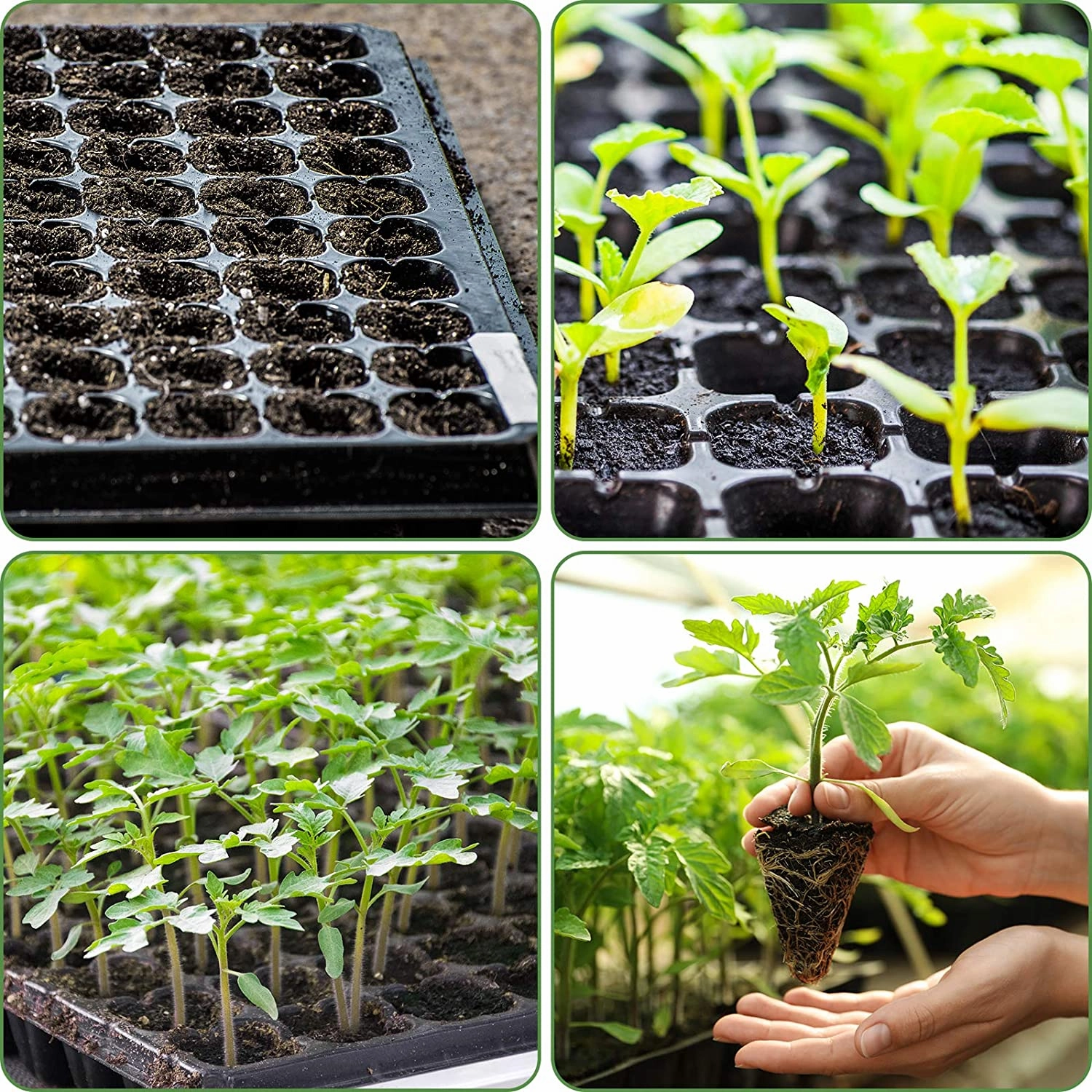 10 Pack of 200 Cell Seedling Trays with Drain Holes, 2000 Cells