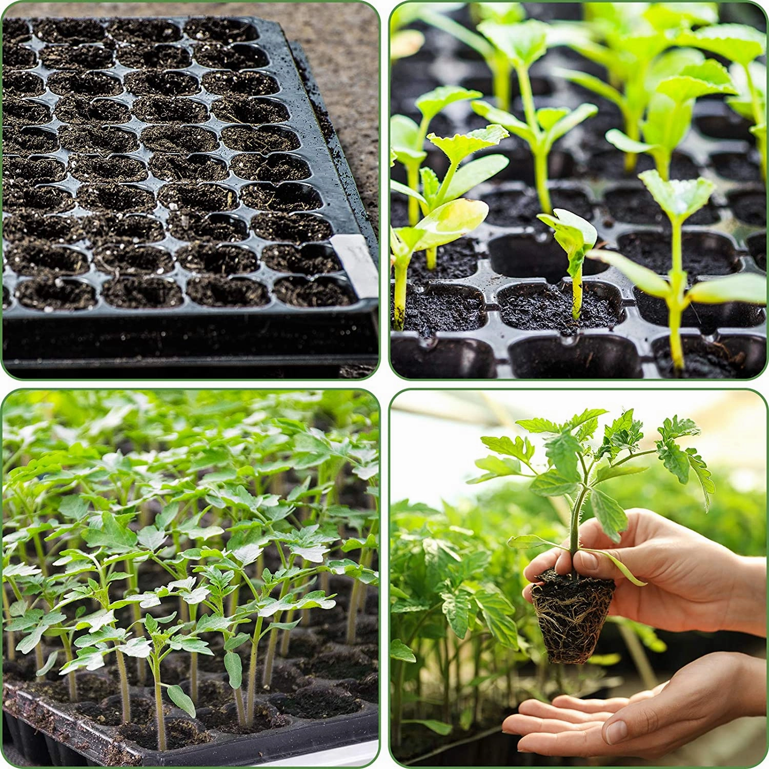 10 Pack of 50 Cell Seedling Trays with Drain Holes, 500 Cells