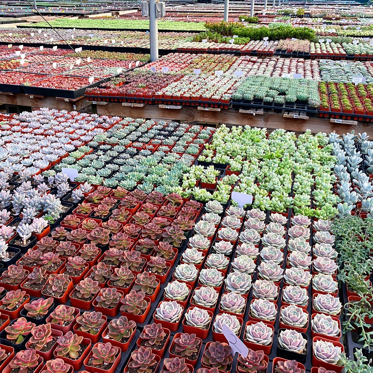 12 Assorted Rosette Succulents