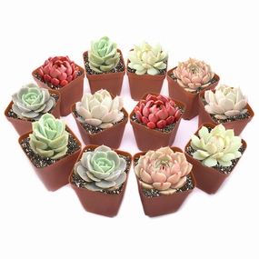 12 Assorted Rosette Succulents mini ornamental plant  