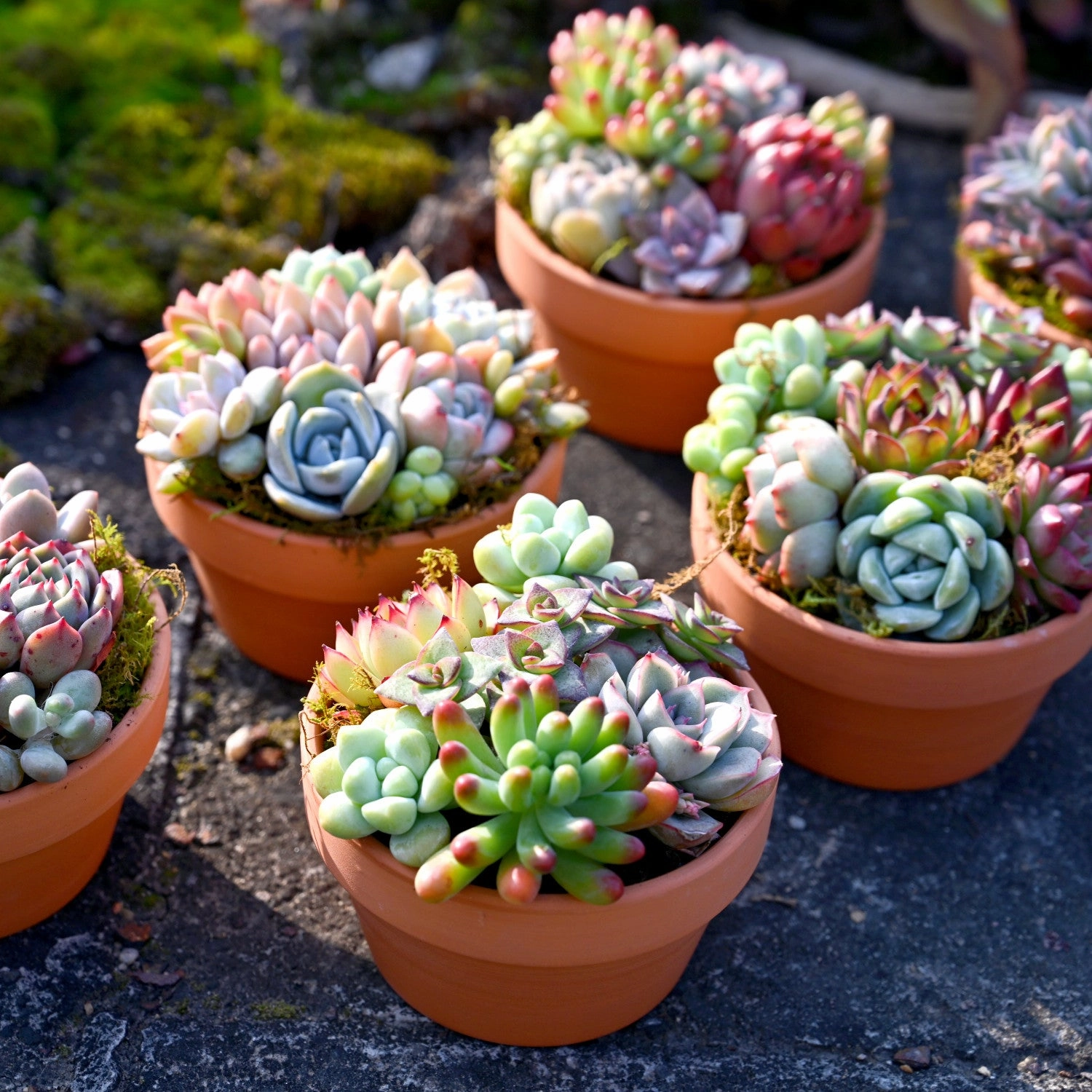 12 Assorted Rosette Succulents