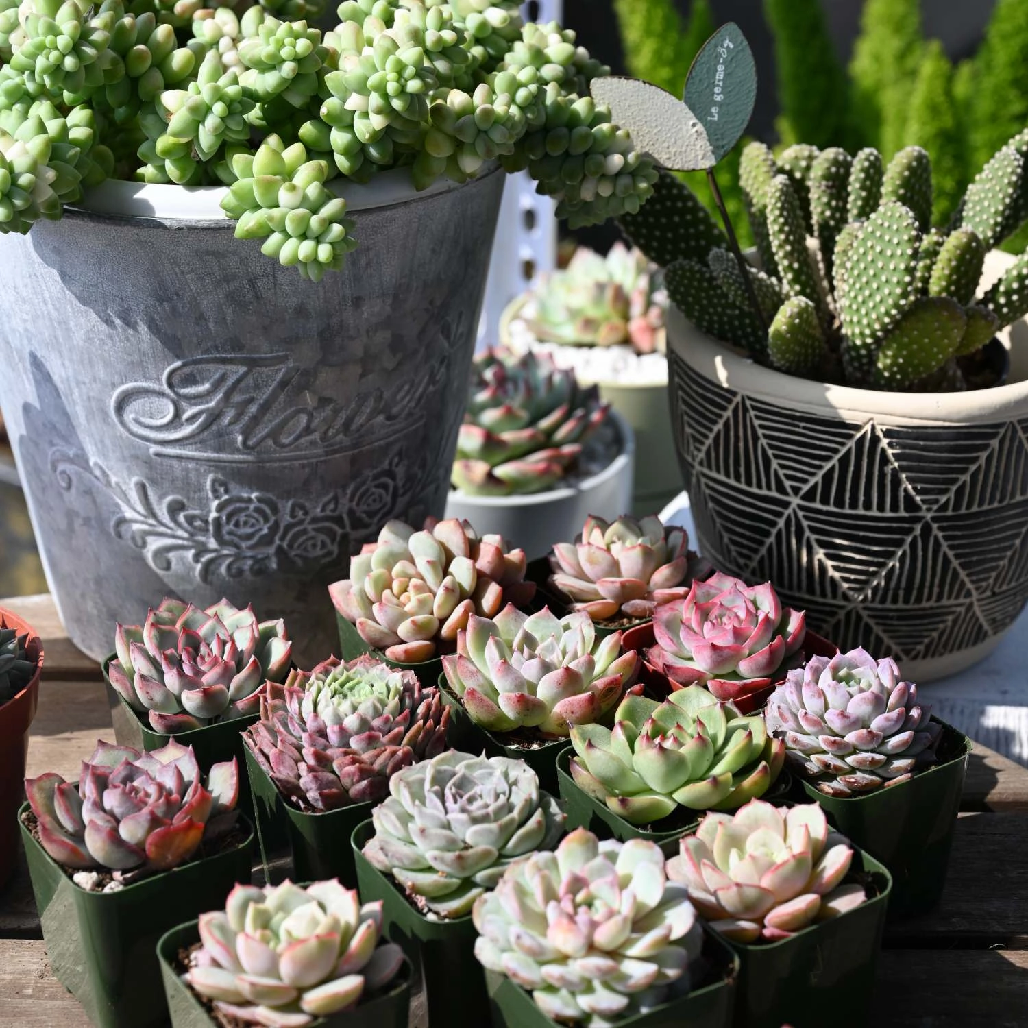 12 Assorted Rosette Succulents