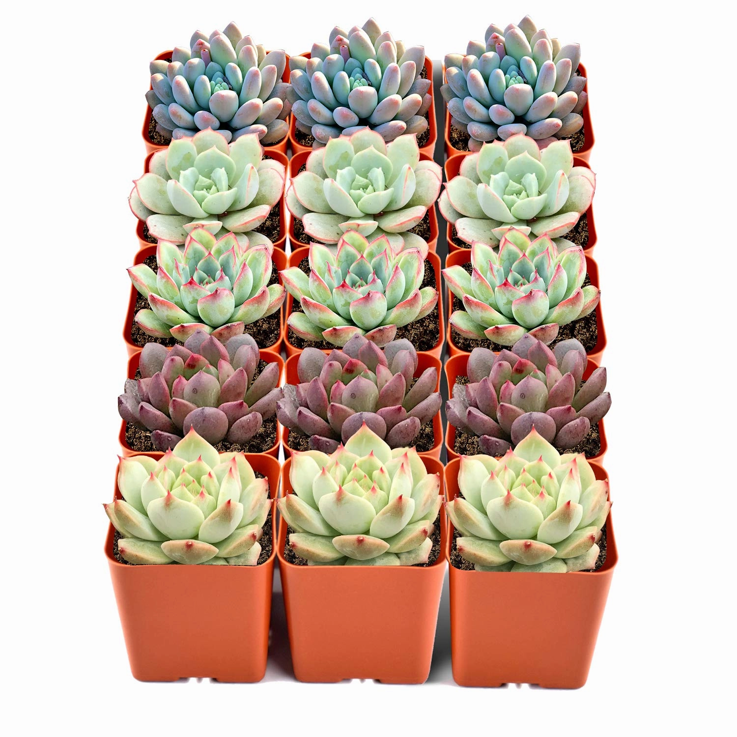 15 Assorted Rosette Succulents (5 Varieties) mini ornamental plant  