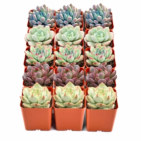 15 Assorted Rosette Succulents (5 Varieties) mini ornamental plant  