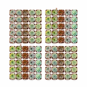 200 Assorted Rosette Succulents (10 Varieties) mini ornamental plant  