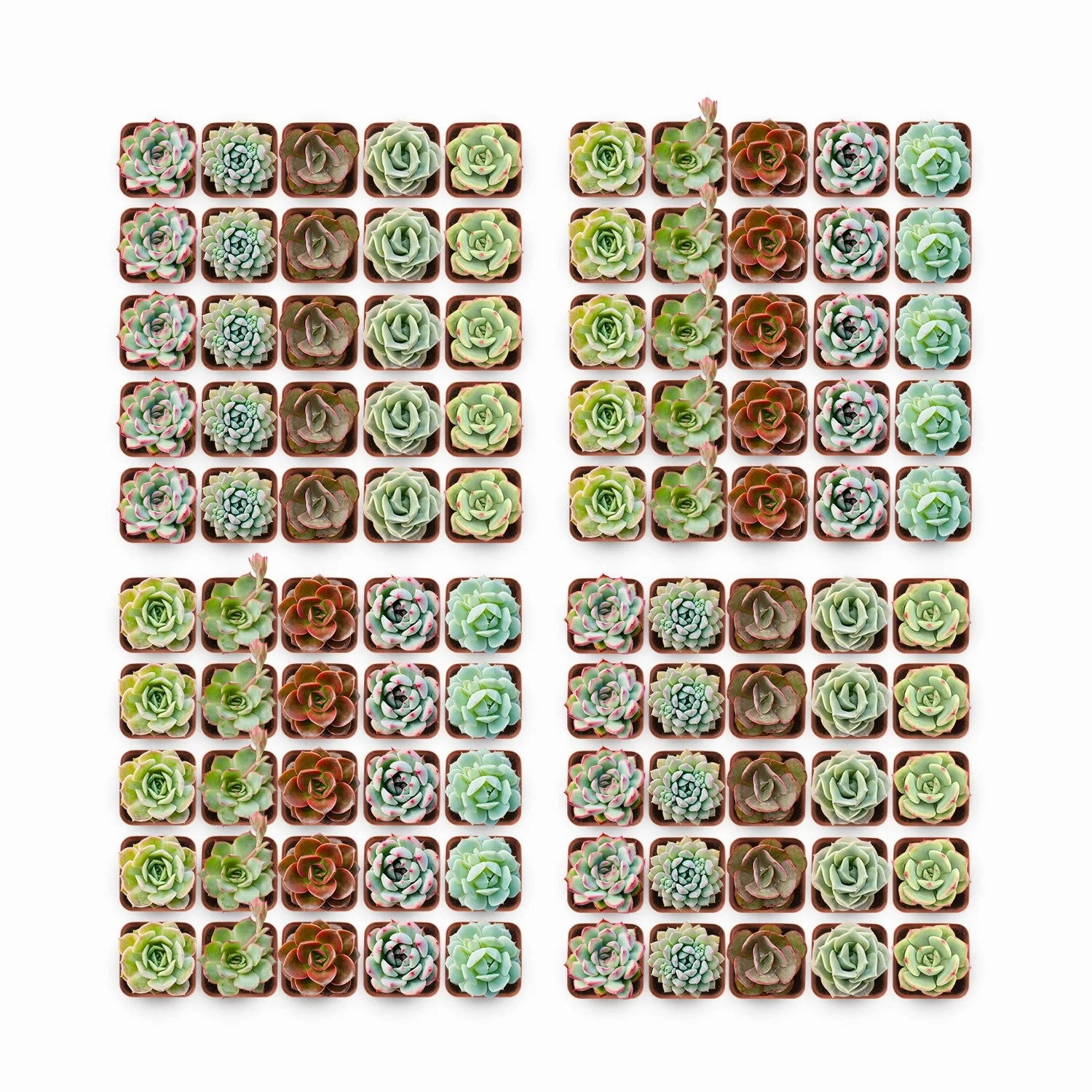 200 Assorted Rosette Succulents (10 Varieties) mini ornamental plant  