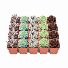 20 Assorted Rosette Succulents (5 Varieties) mini ornamental plant  