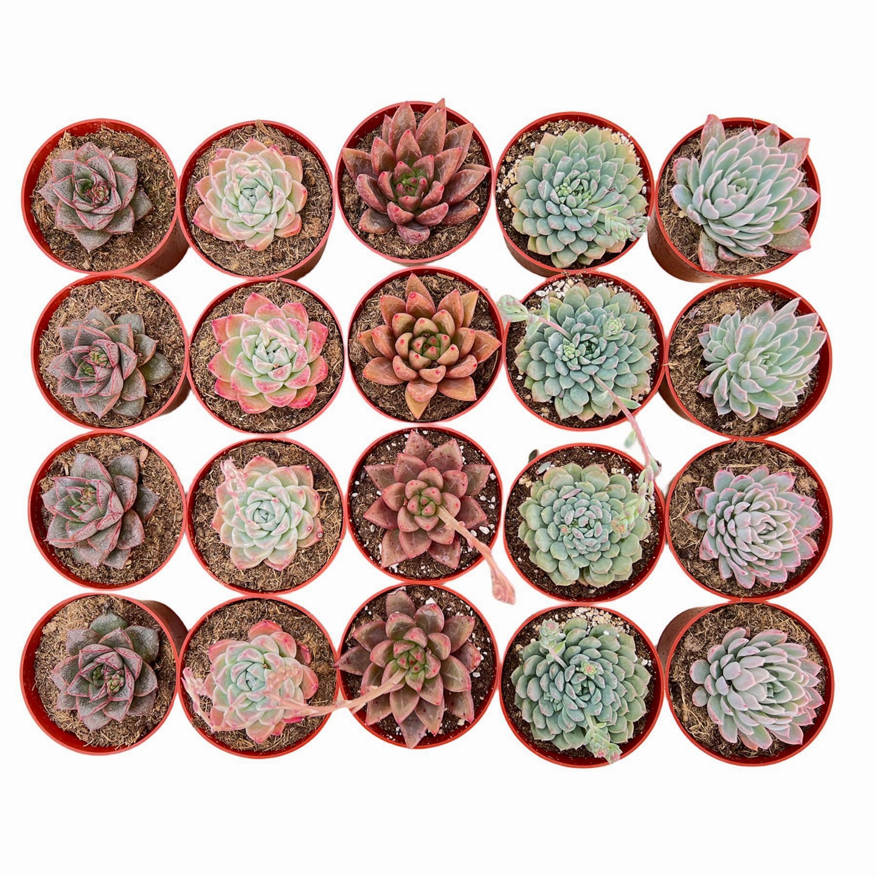 20 Assorted Succulents Set (4 inch) mini ornamental plant  