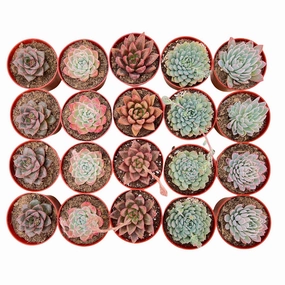 20 Assorted Succulents Set (4 inch) mini ornamental plant  