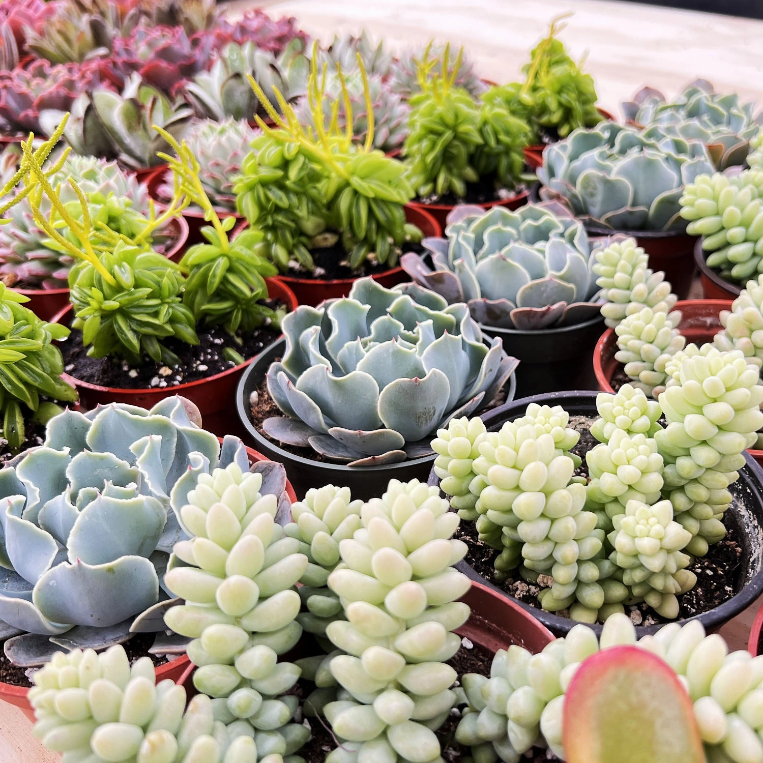 20 Assorted Succulents Set (4 inch)