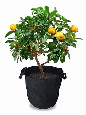 250 GSM Balkii Growbags, Compressed Bio Fabric (16 X 16) classic flowerpot  