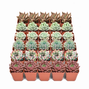 30 Assorted Rosettes Succulents (6 Varieties) mini ornamental plant  