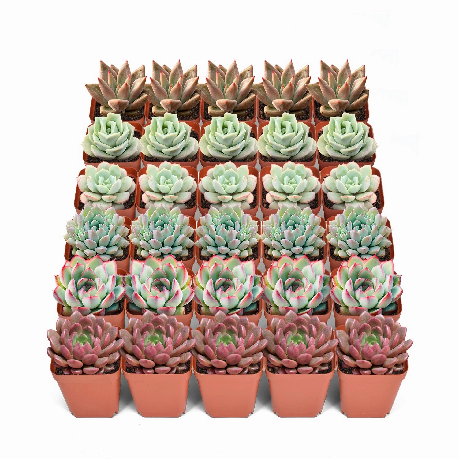 30 Assorted Rosettes Succulents (6 Varieties) mini ornamental plant  