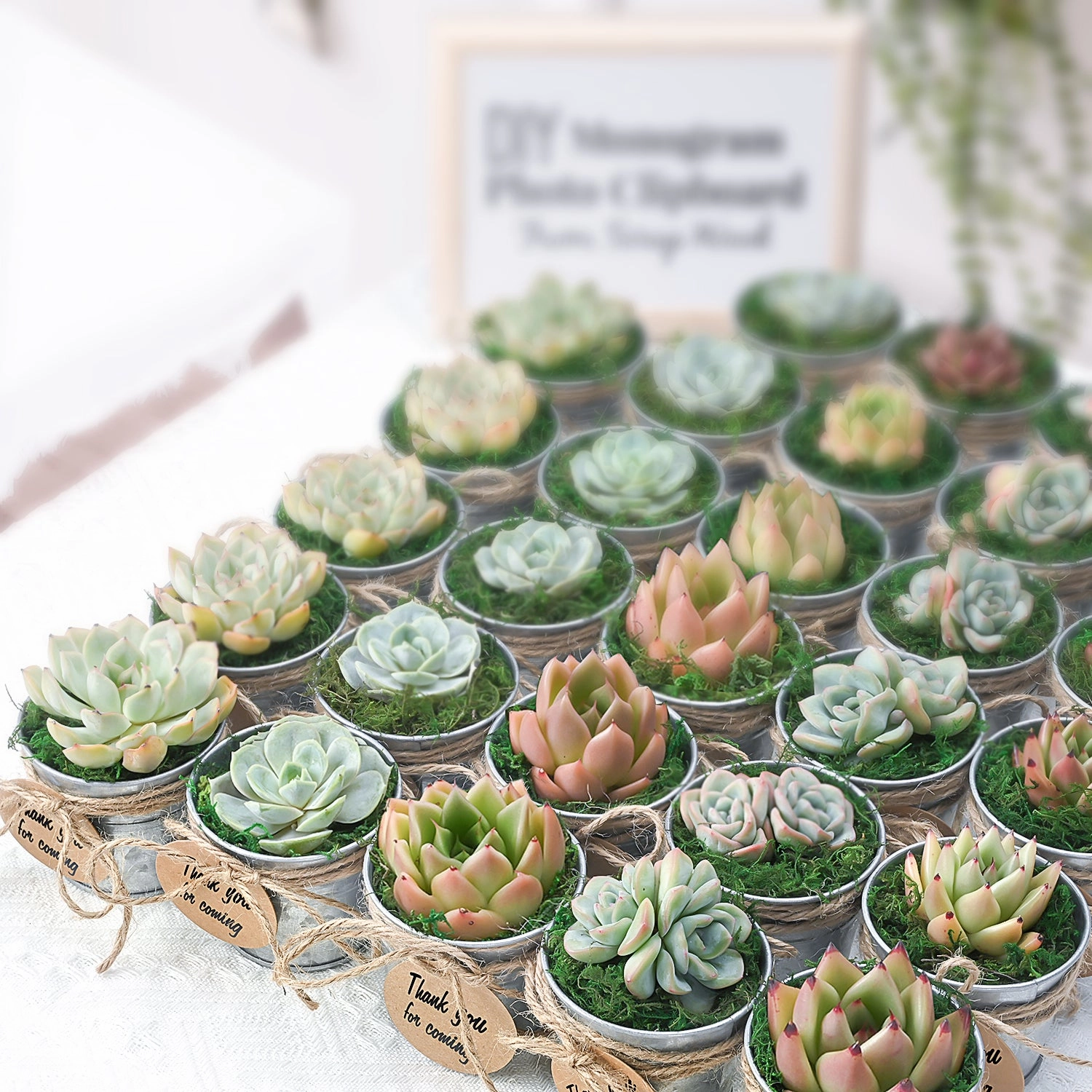 30 Assorted Rosettes Succulents (6 Varieties)