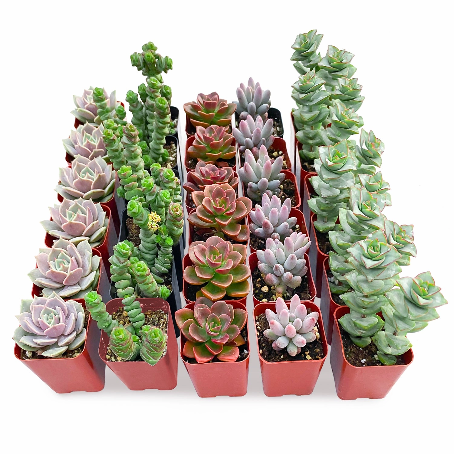 30 Assorted Succulents (5 Varieties) mini ornamental plant  