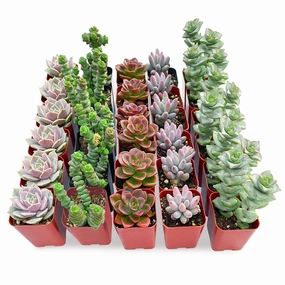 30 Assorted Succulents (5 Varieties) mini ornamental plant  