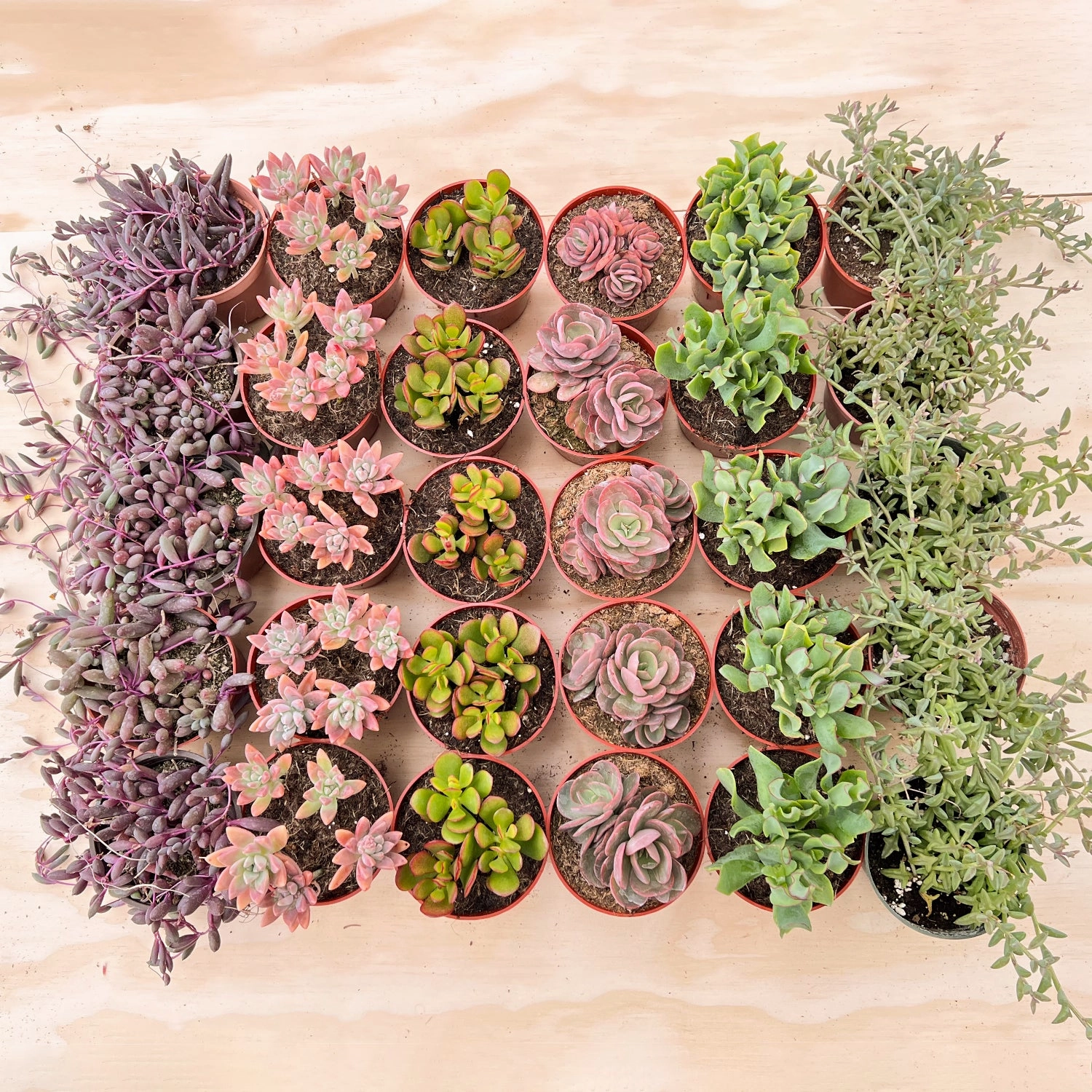 30 Assorted Succulents Set (4 inch) mini ornamental plant  