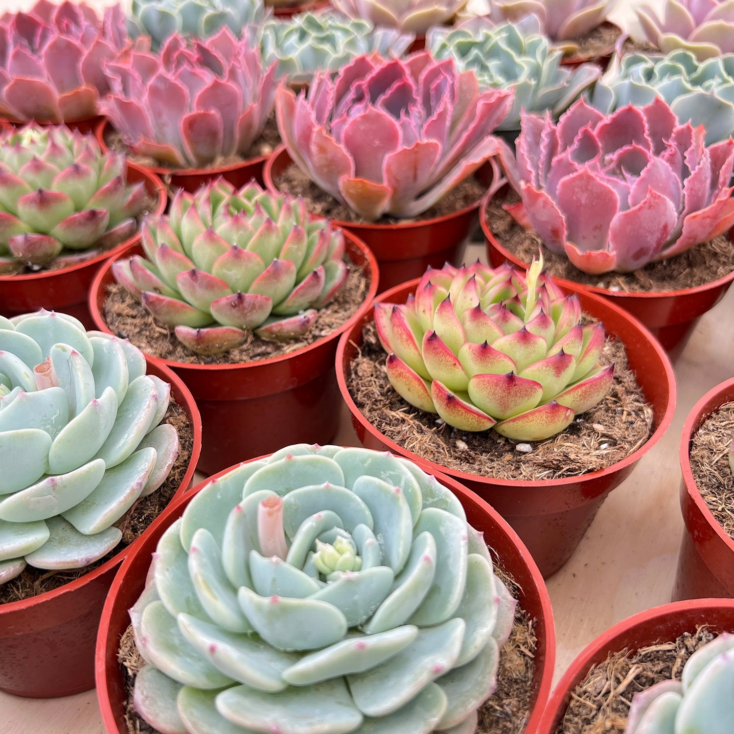 30 Assorted Succulents Set (4 inch)