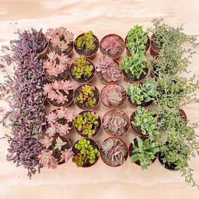 30 Assorted Succulents Set (4 inch) mini ornamental plant  