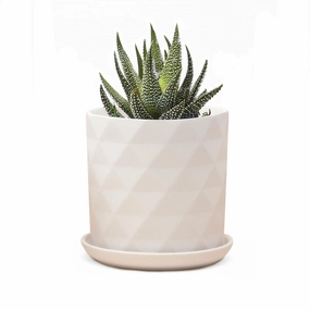 3.25" Virago Pot & Saucer plant seeds  