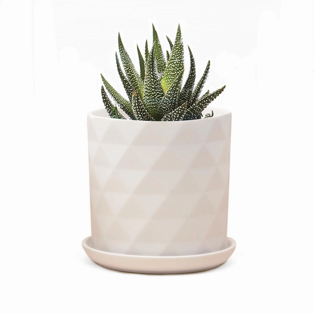 3.25" Virago Pot & Saucer plant seeds  