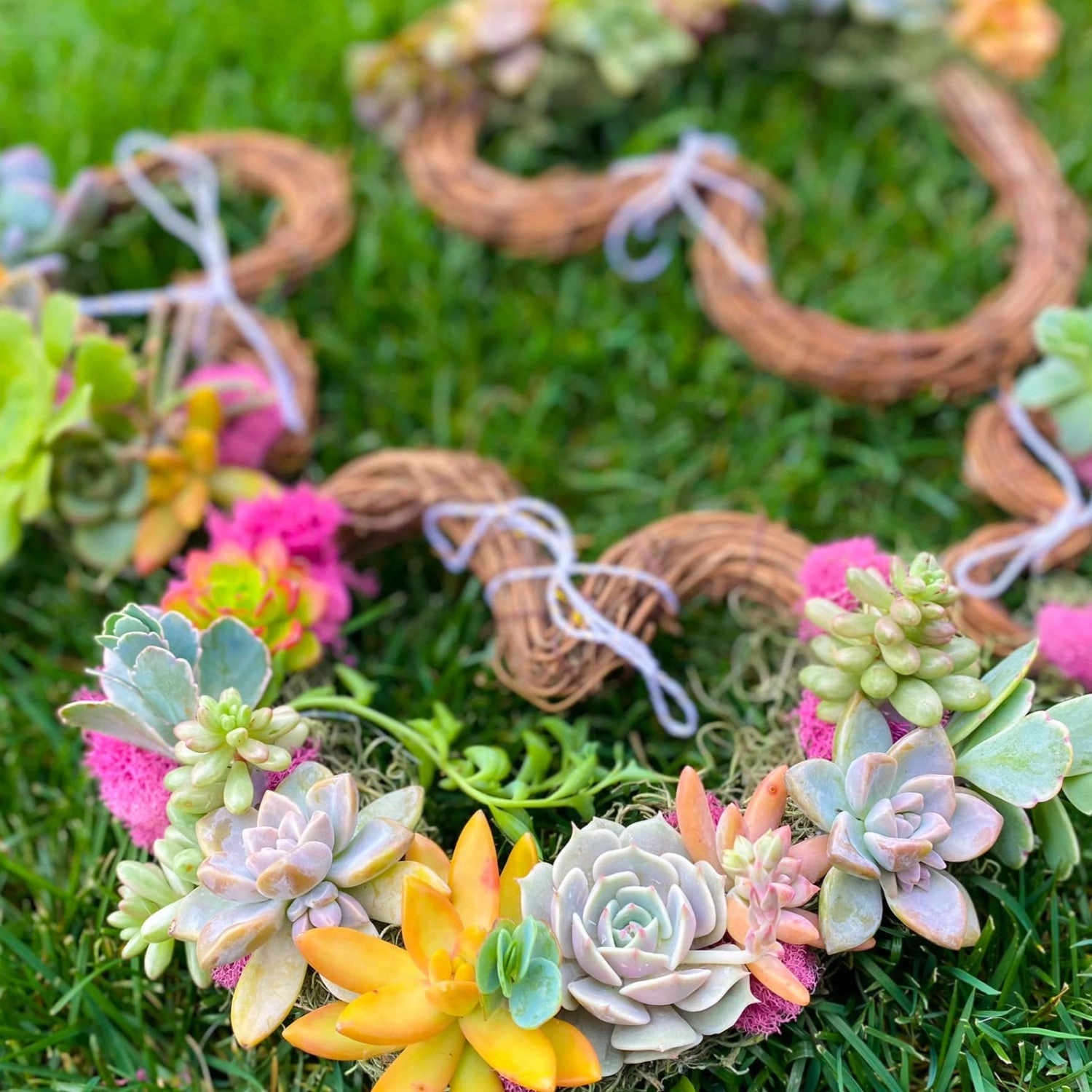 40 Assorted Rosettes Succulent