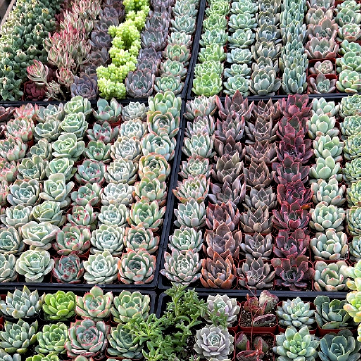 40 Assorted Rosettes Succulent