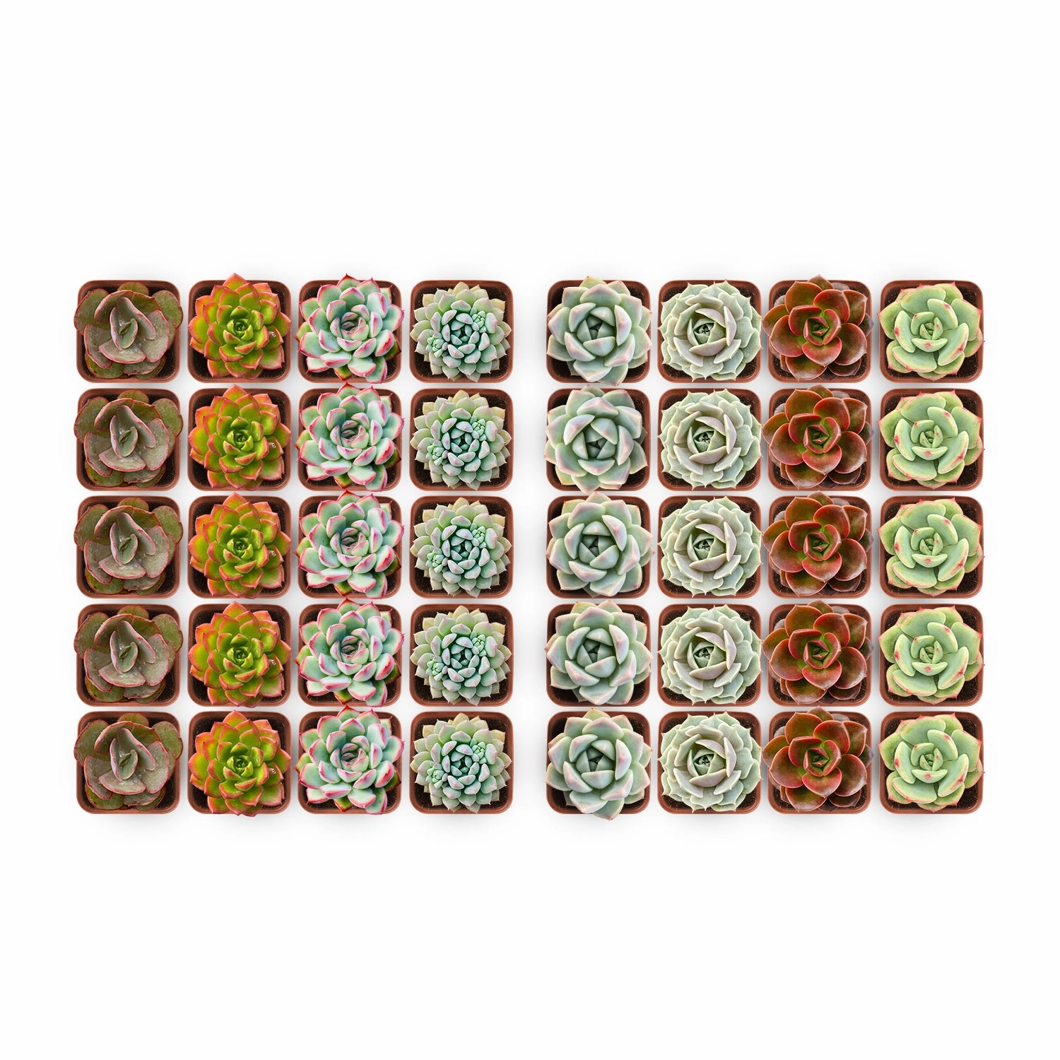 40 Assorted Rosettes Succulent mini ornamental plant  