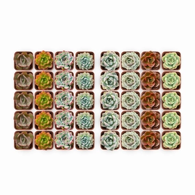 40 Assorted Rosettes Succulent mini ornamental plant  