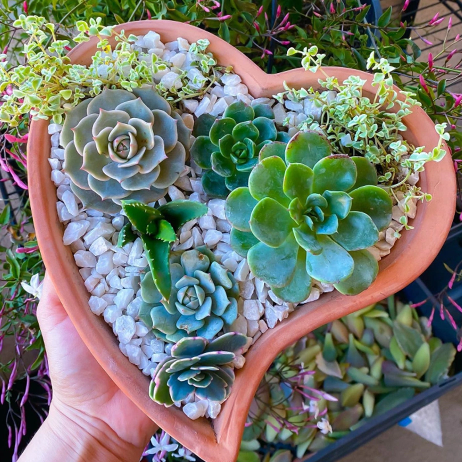 40 Assorted Rosettes Succulent