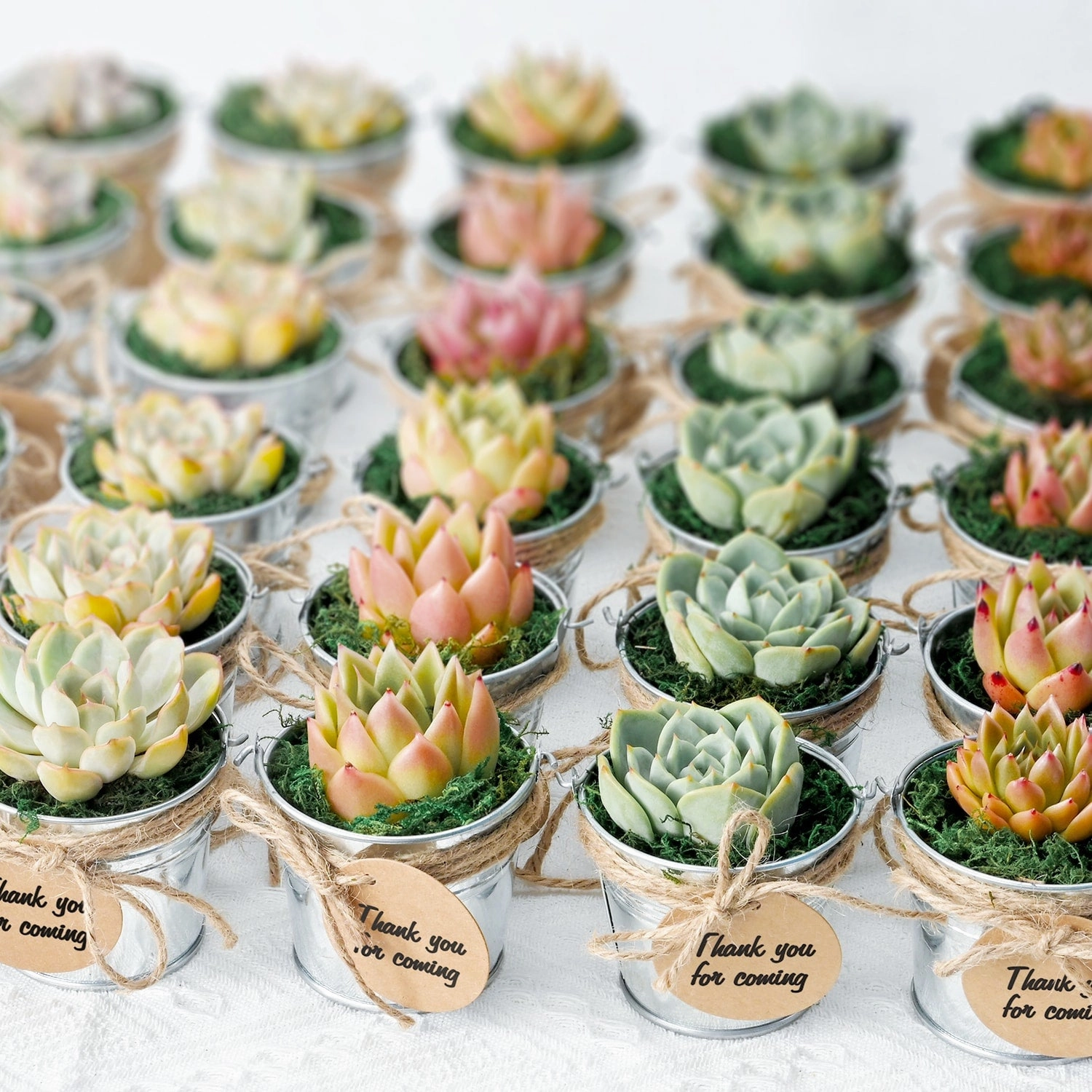 40 Assorted Rosettes Succulent