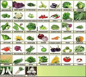  summer vegetable seeds