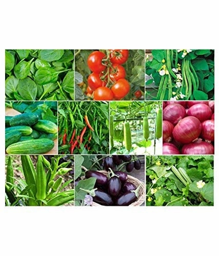 45 Varieties Vegetable 2500  Organic Seeds