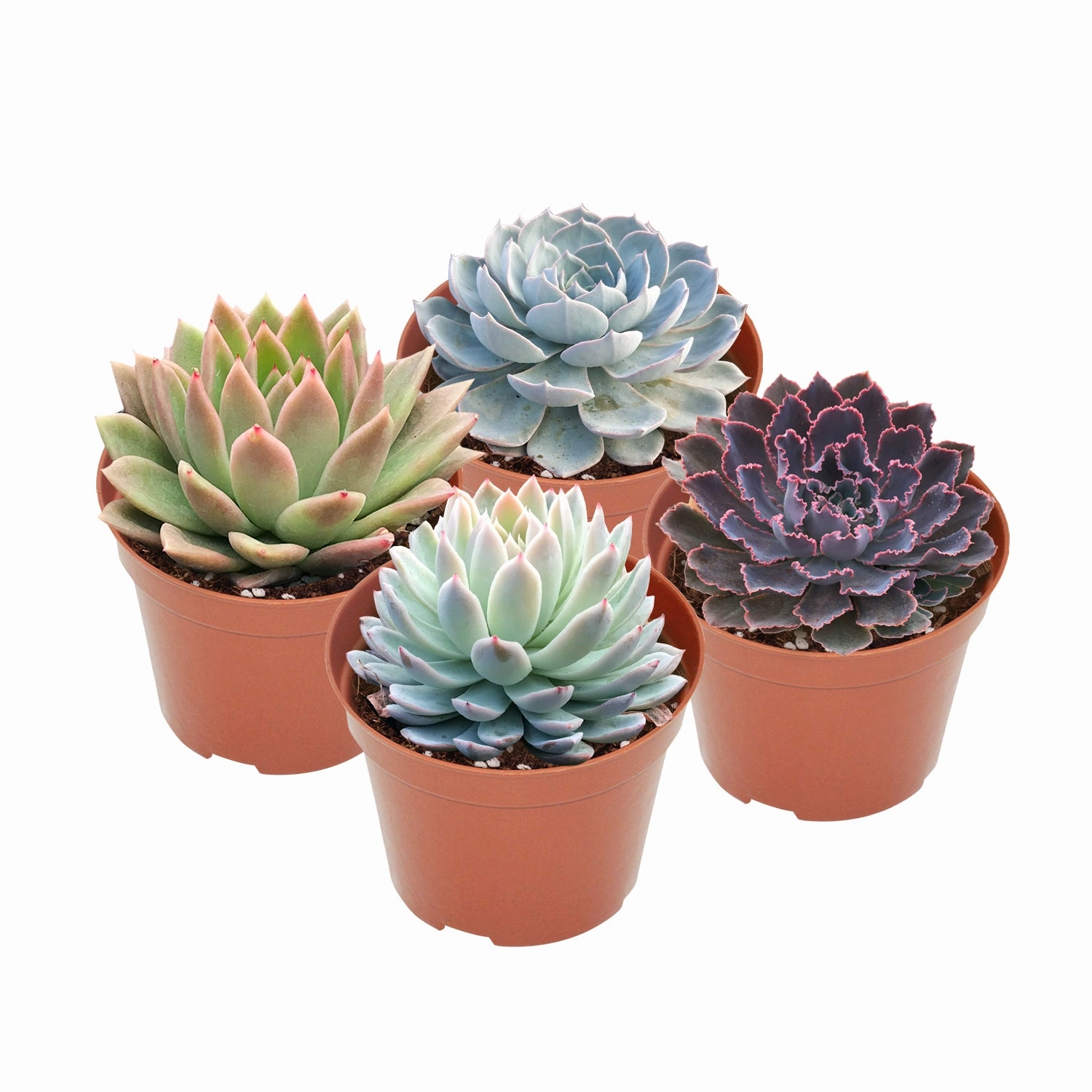 4 Assorted Rooted Succulents Plants (4 inch) mini ornamental plant  