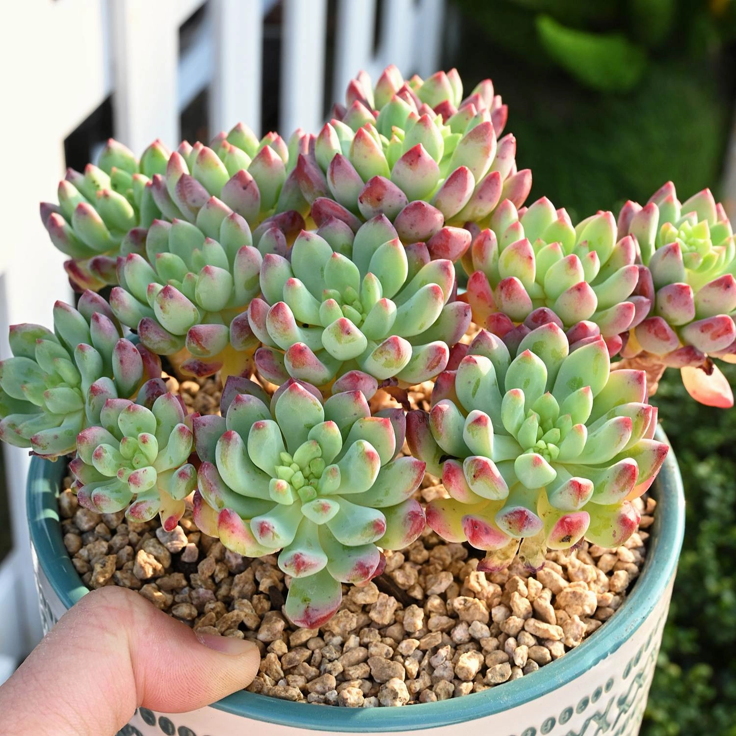 4 Assorted Rooted Succulents Plants (4 inch)