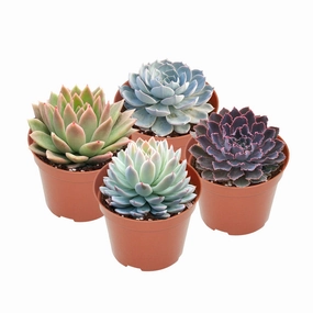 4 Assorted Rooted Succulents Plants (4 inch) mini ornamental plant  