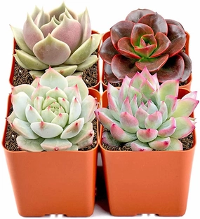 4 Assorted Rosette Succulents (4 Varieties) mini ornamental plant  
