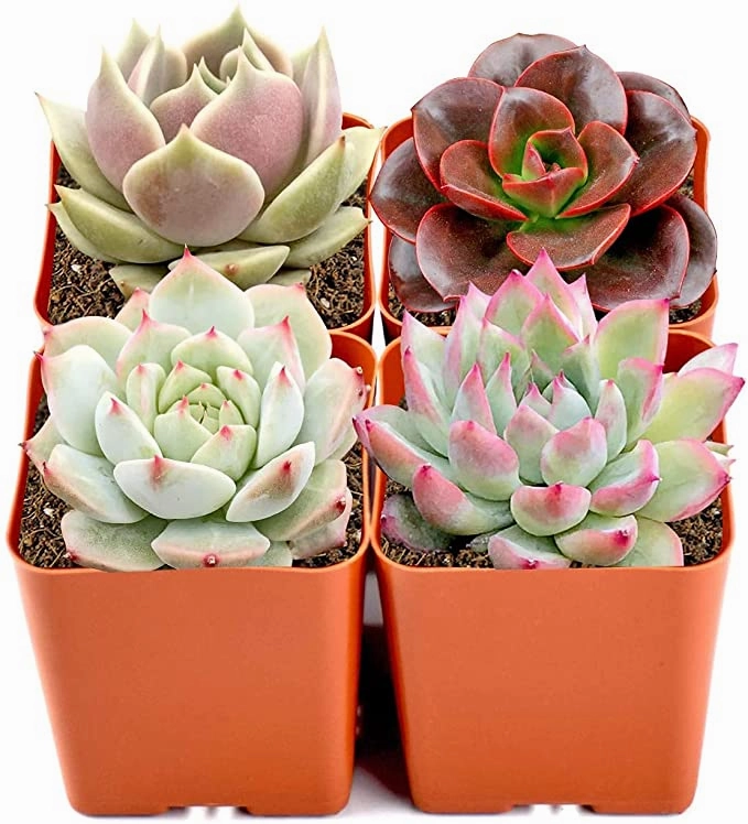 4 Assorted Rosette Succulents (4 Varieties) mini ornamental plant  